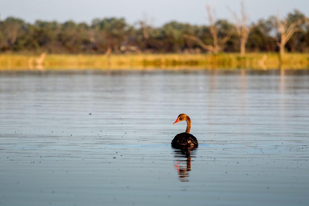 Discovery Parks - Lake Bonney Barmera Eksteriør billede